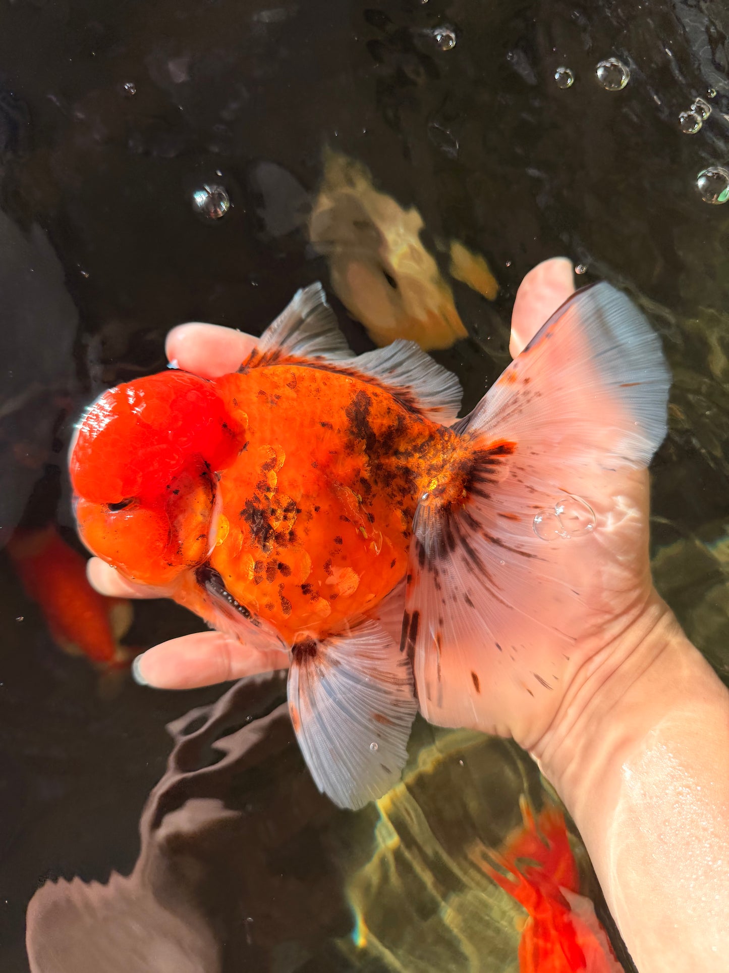 AAA Grade Sakura Long Tail Oranda Male 6.5 inches #030626OR_07