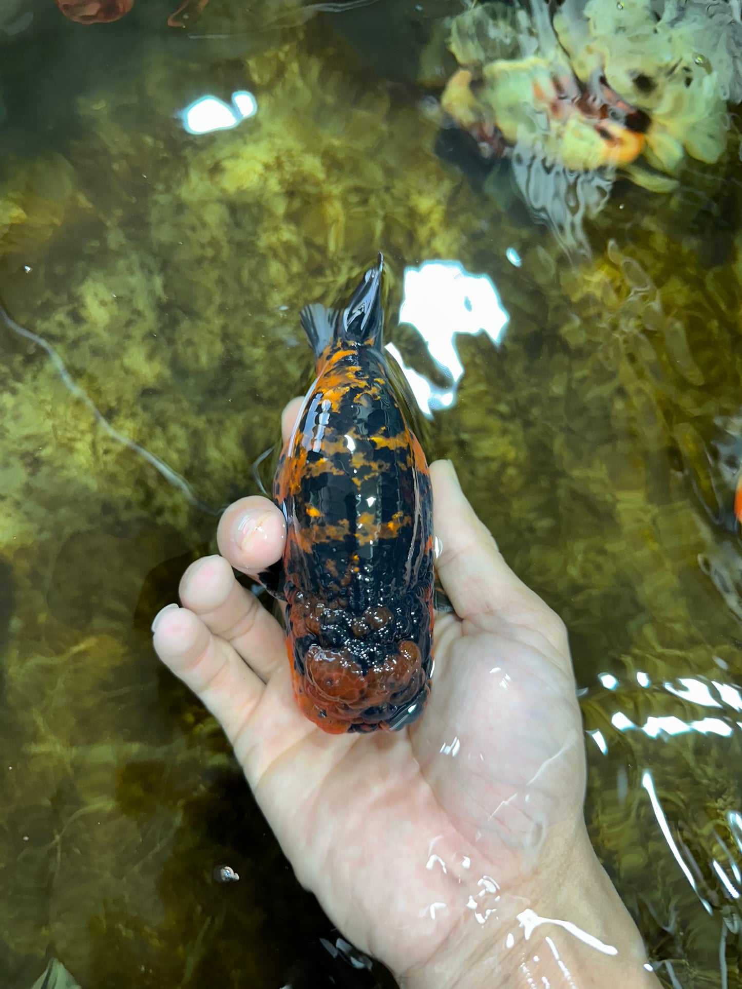 AAA Grade Tiger LionKing 5 inches #080825LC_23