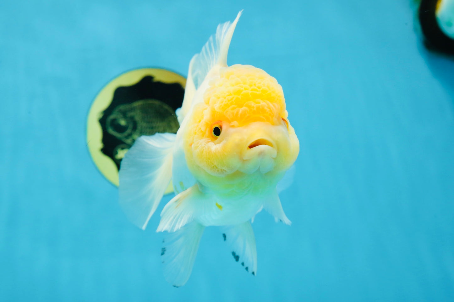 A Grade CLOUDY White Oranda Female 6 inches #062025OR_23