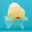 Red White Cute Wen Lionchu Male 4 inches #1004LC_18