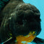 AAA Grade Kirin Oranda Male 6.5 inches #070626OR_14