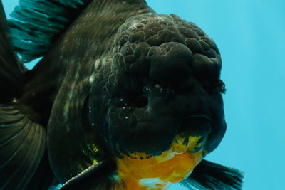 AAA Grade Kirin Oranda Male 6.5 inches #070326OR_14