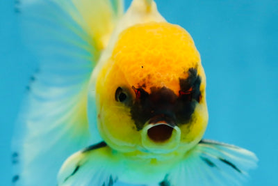 A Grade UNIQUE Lemonhead Oranda Male 5-5.5 inches #090525OR_13