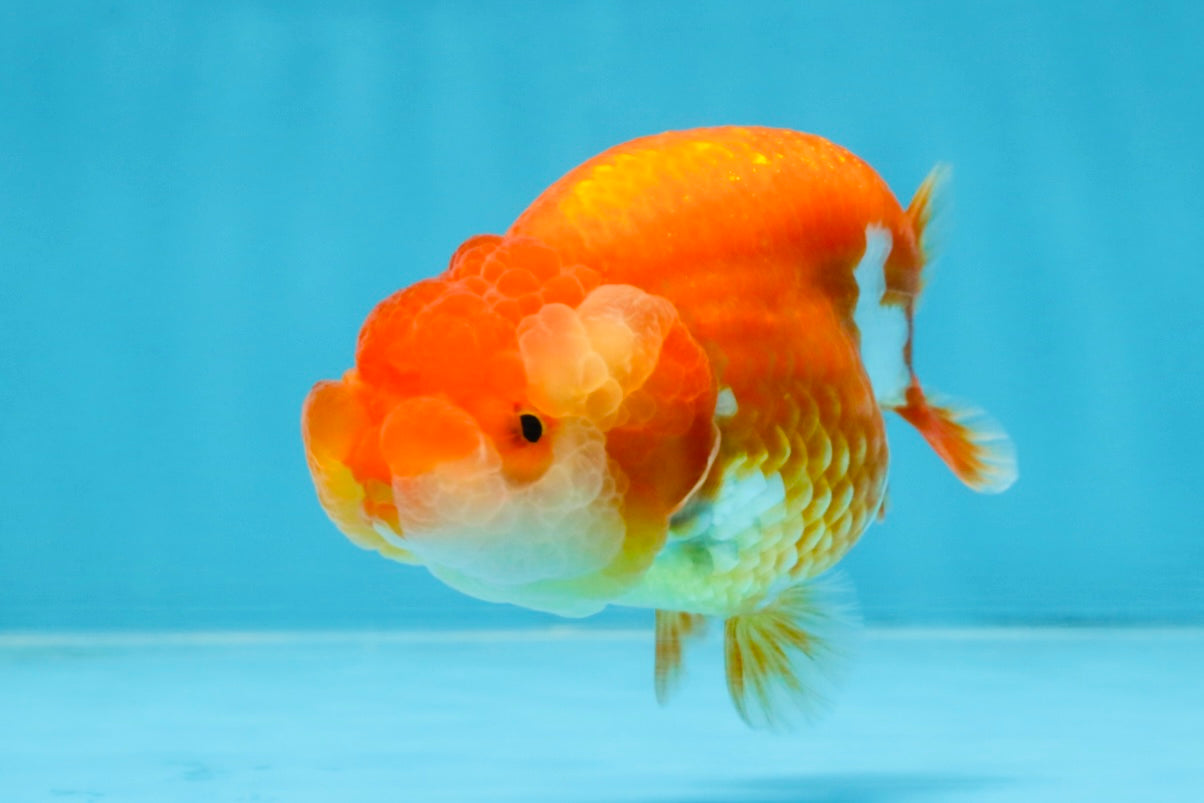 AAA Grade Red White LionQueen 4 inches #103125LC_29