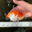 Red White LionChu Female 4.5 inches #070326LC_35