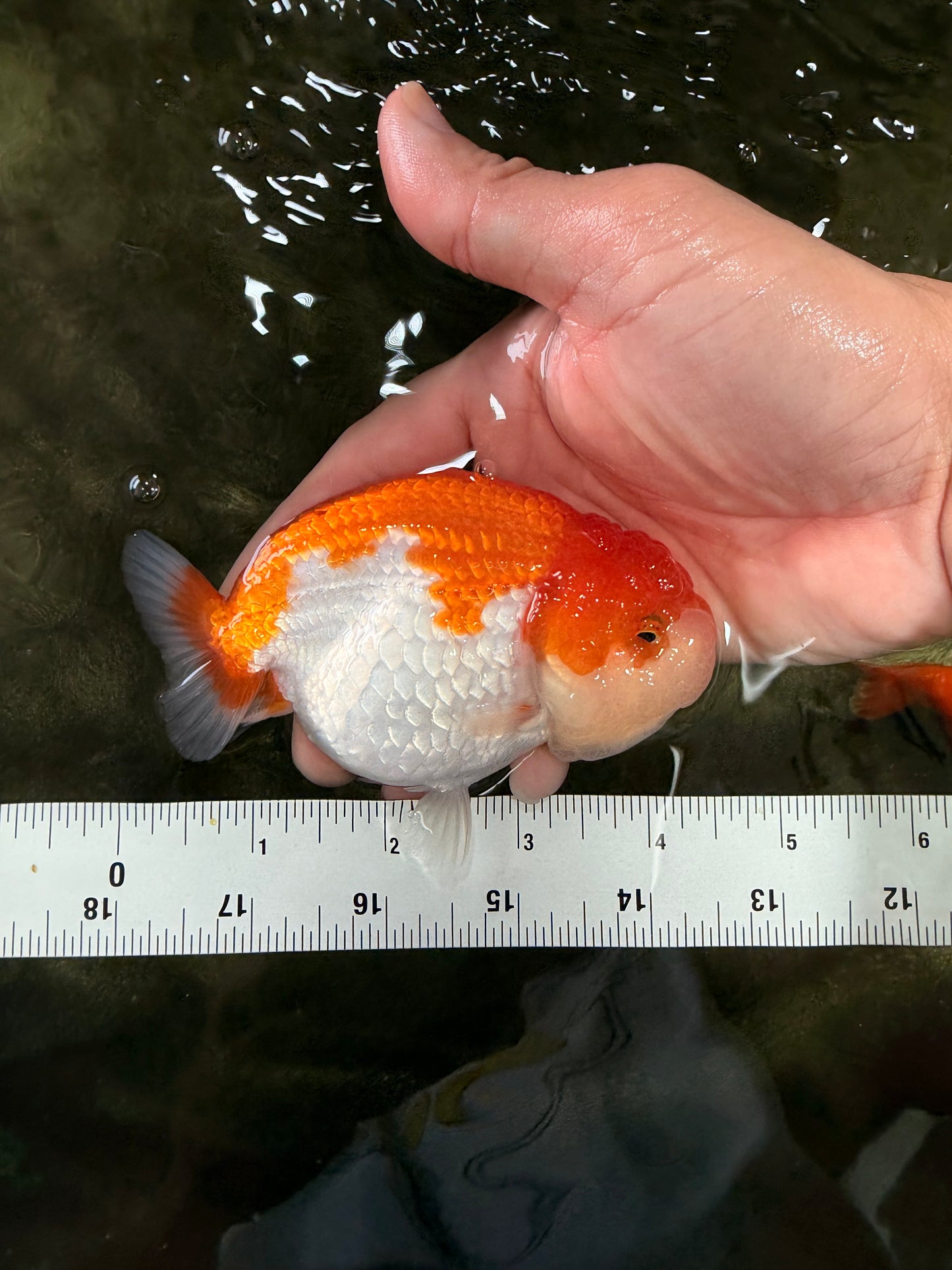 Red White LionChu Female 4.5 inches #070326LC_35
