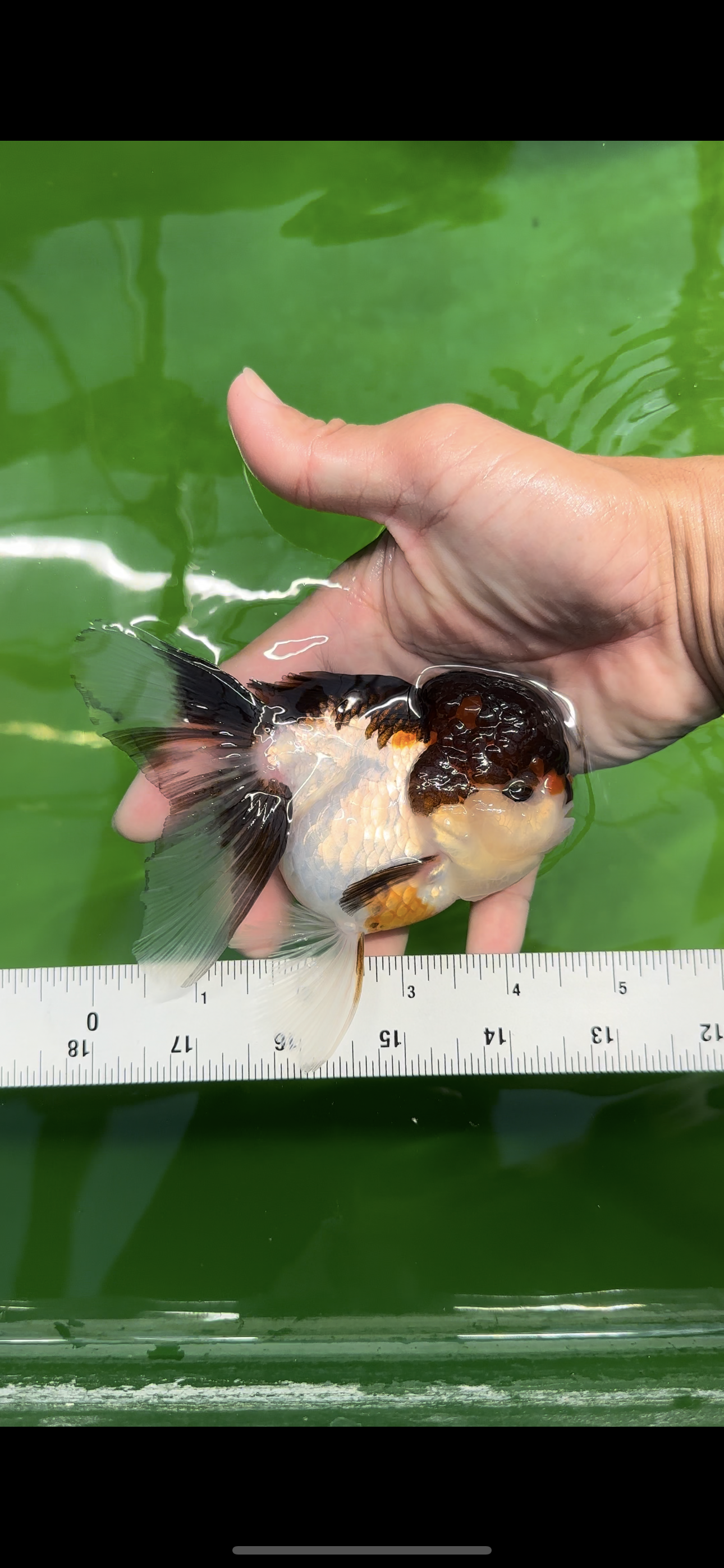 Cheerful Tricolor Oranda Female 4.5 inches #0524OR_05