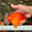 CHUBBY AAA Grade Red White Yuanbao Male 5.5 inches #090426YB_08