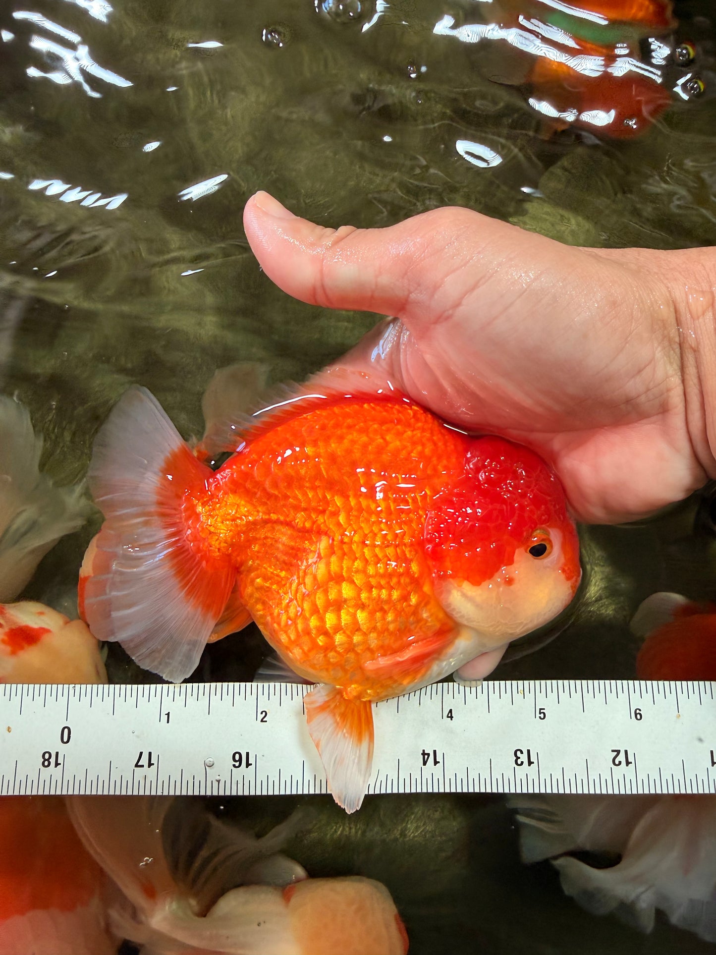 CHUBBY AAA Grade Red White Yuanbao Male 5.5 inches #090426YB_08