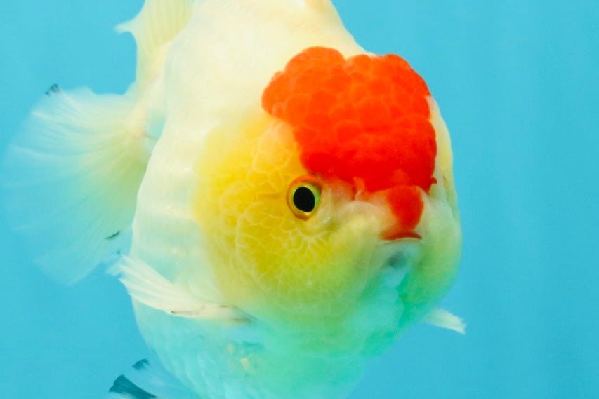 CHUBBY AAA Grade Tancho Red White Yuanbao Male 5-5.5 inches #031326YB_18