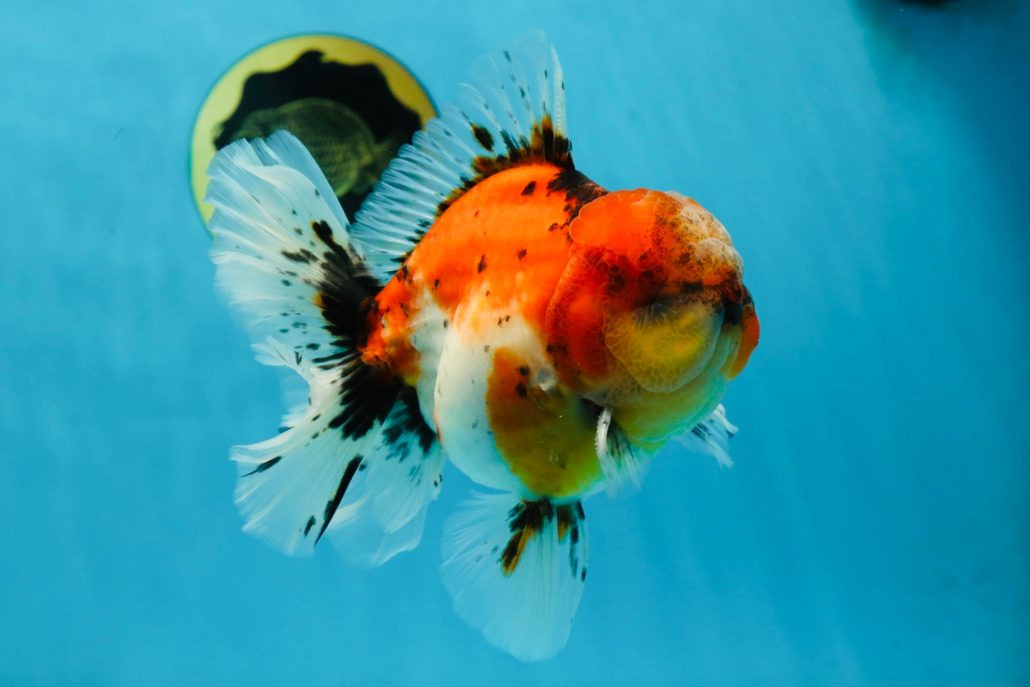 AAA Grade RARE Godzilla Calico Sakura Oranda Male 5.5 inches #051625OR_20