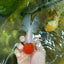 A Grade Super Cute Red Cap Oranda Male 4.5-5 inches #053025OR_22