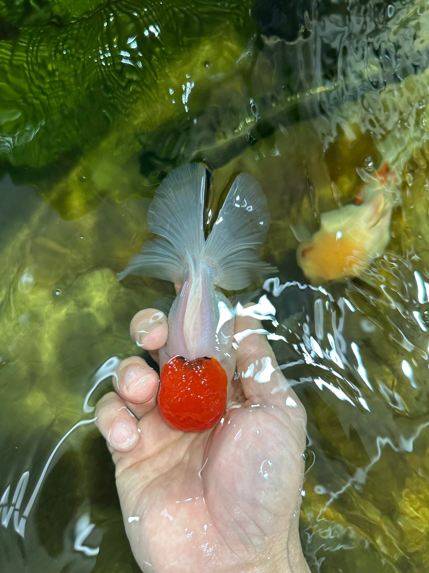 A Grade Super Cute Red Cap Oranda Male 4.5-5 inches #053025OR_22