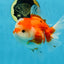 SUPER CUTE A Grade Sakura Oranda Female 5.5 inches #102425OR_21