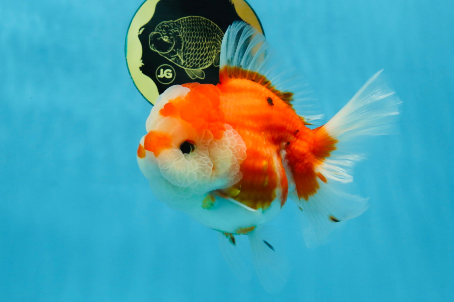SUPER CUTE A Grade Sakura Oranda Female 5.5 inches #102425OR_21