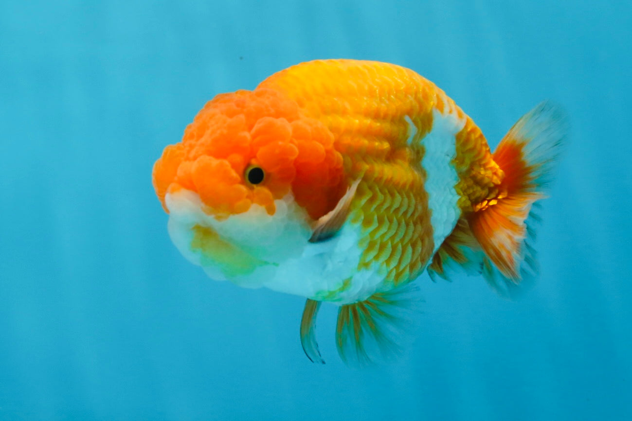 A Grade Mac N' Cheese Red White LionKing 4.5 inches #020725LC_14