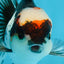 Tricolor Oranda Male 5-5.5 inches #100325OR_23