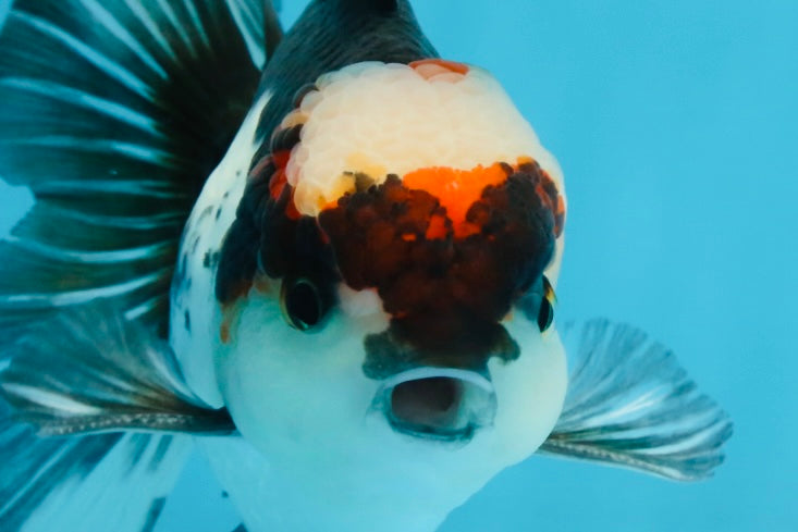 Tricolor Oranda Male 5-5.5 inches #100325OR_23