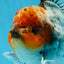 A Grade Calico Kirin Oranda Male 6-6.5 inches #121925OR_12