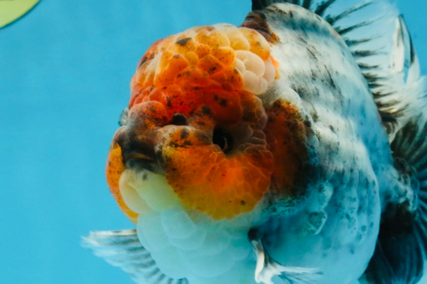 A Grade Calico Kirin Oranda Male 6-6.5 inches #121925OR_12