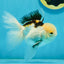 AAA Grade Tricolor Oranda Male 4.5-5 inches #112924OR_17