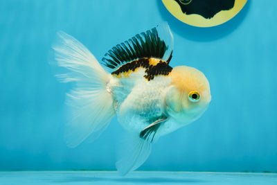 AAA Grade Tricolor Oranda Male 4.5-5 inches #112924OR_17