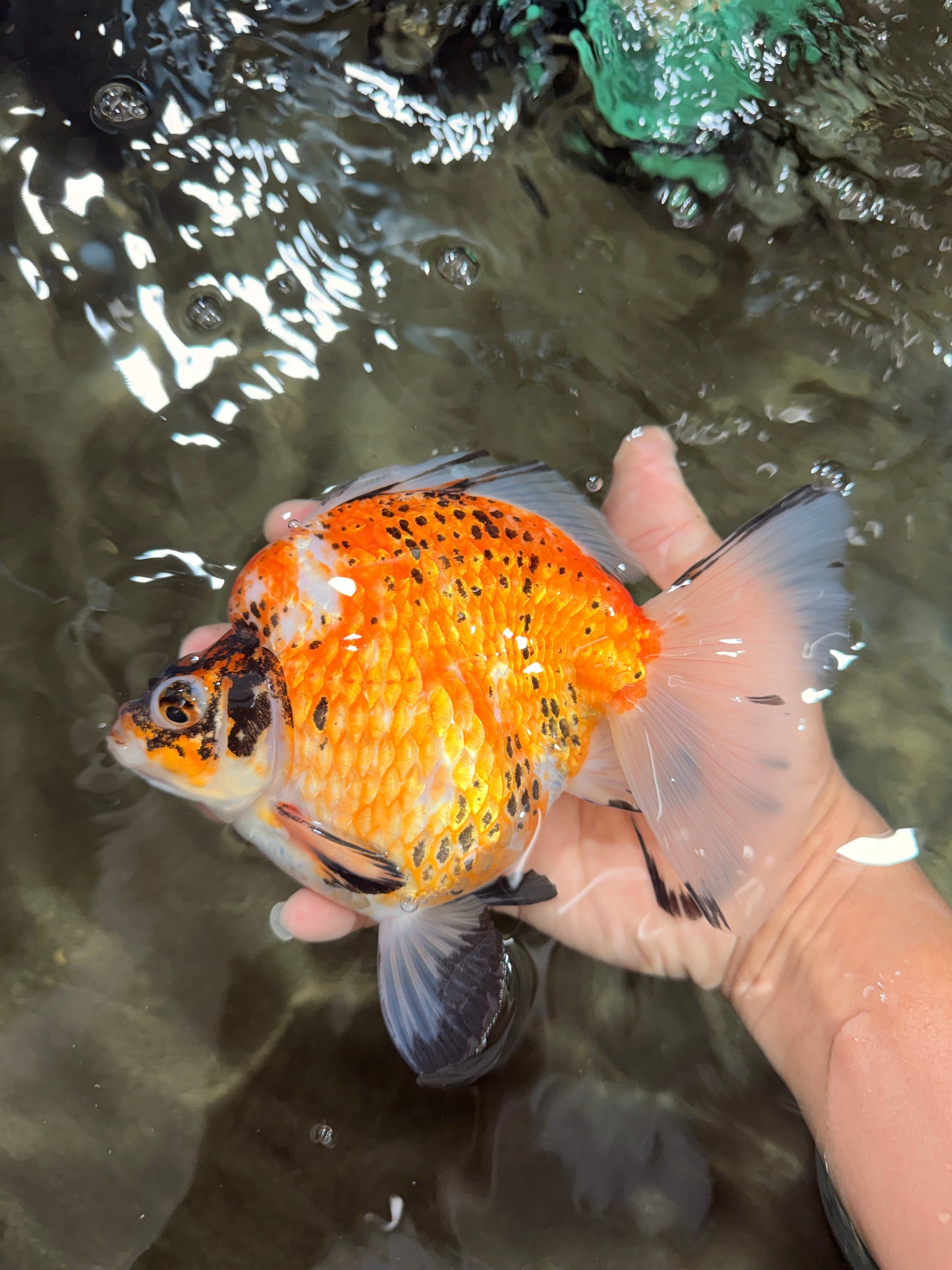 AAA Grade Indonesia Polkadot Broadtail Sakura Ryukin Female 7 inches #073126RK_05