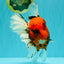 A Grade Tiger Oranda Male 7.5 inches #101626OR_19