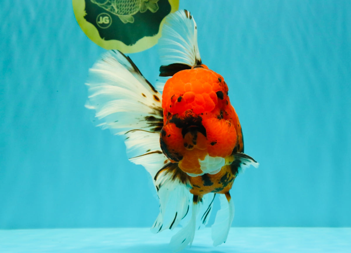 A Grade Tiger Oranda Male 7.5 inches #101626OR_19