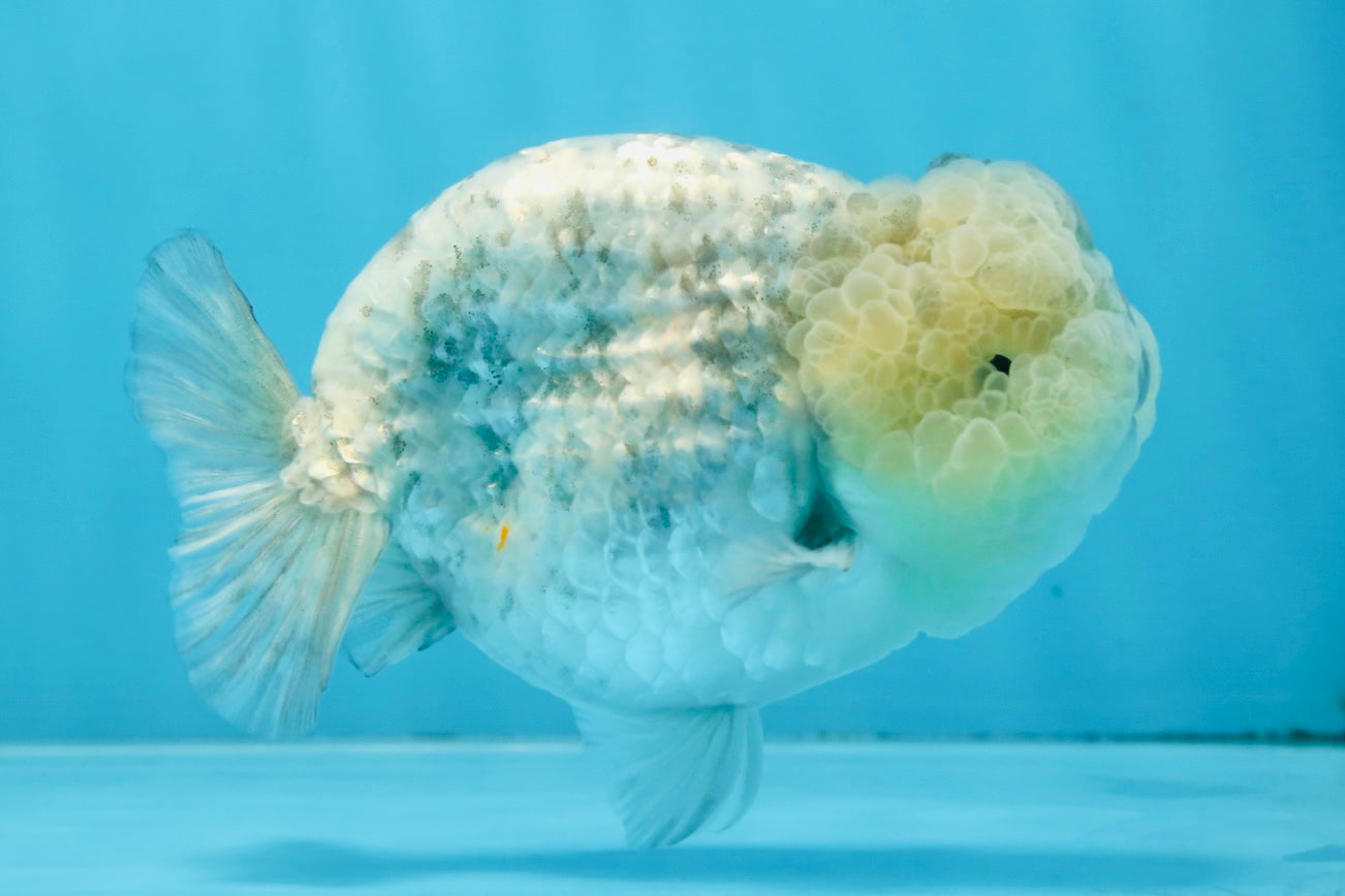 A Grade SUPER CUTE White Tiger LionKing 4.5 inches #100325LC_09