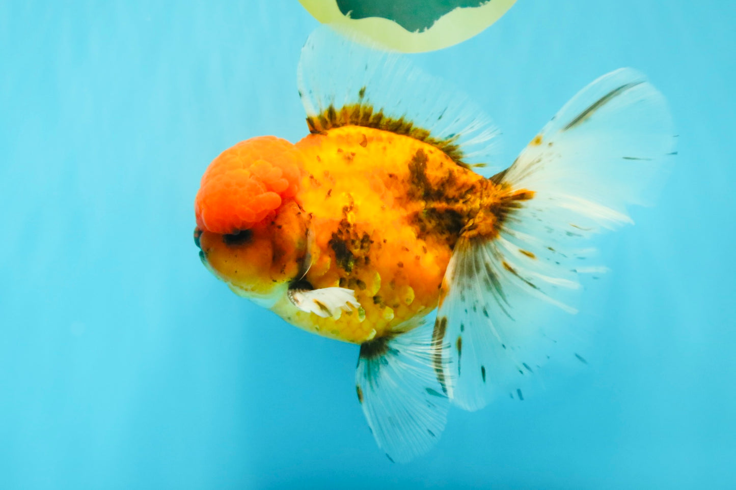 AAA Grade Sakura Long Tail Oranda Male 6.5 inches #030626OR_07