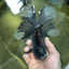 A Grade Fluffy Tail Panda Oranda Male 6.5 inches #010325OR_14