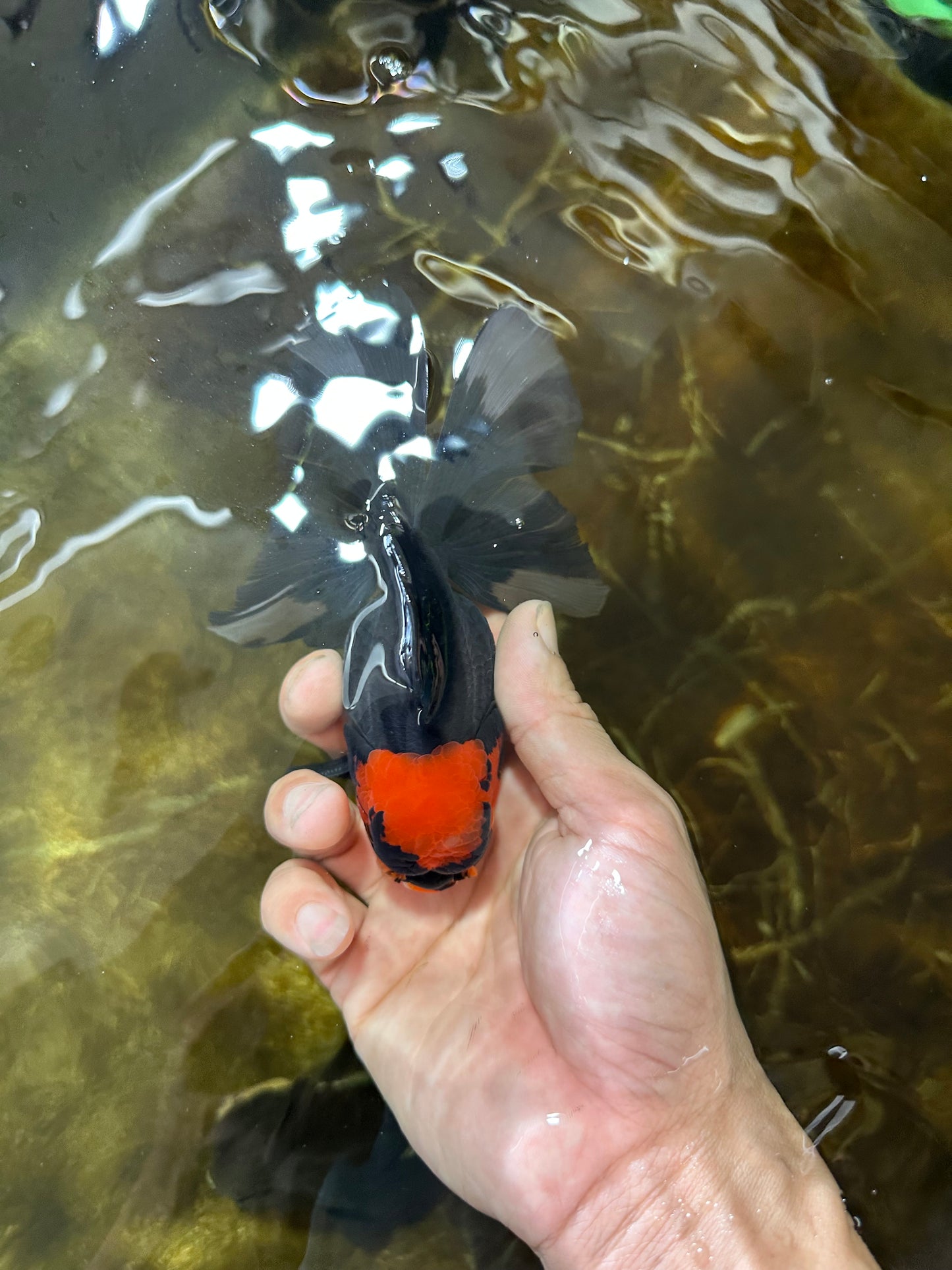 LAVA A Grade Tricolor Oranda Male 5 inches #082225OR_22