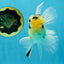 A Grade Panda White Oranda Male 5 inches #050225OR_07