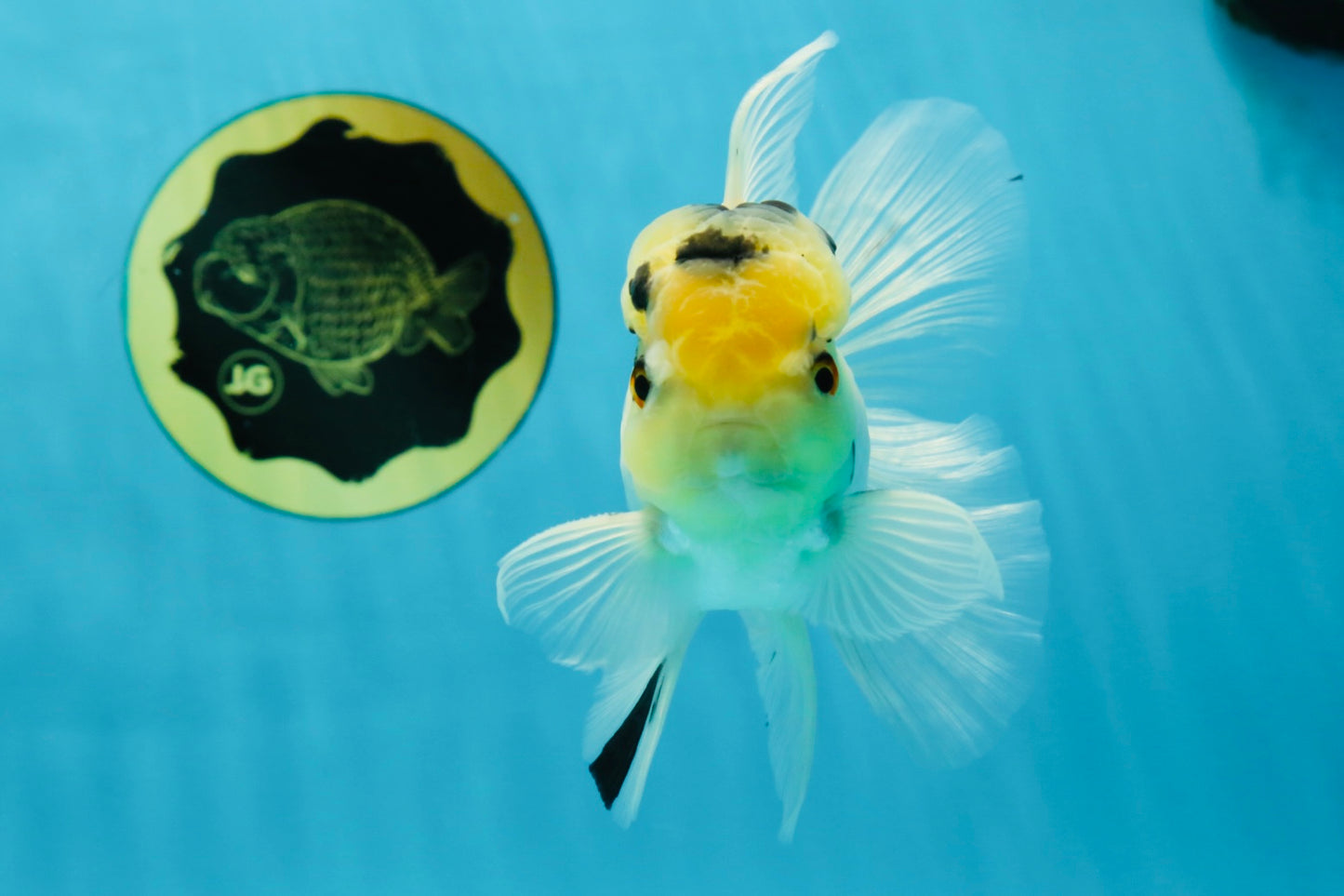 A Grade Panda White Oranda Male 5 inches #050225OR_07
