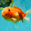 A Grade Jade Head Sakura Oranda Male 6-6.5 inches #082826OR_01