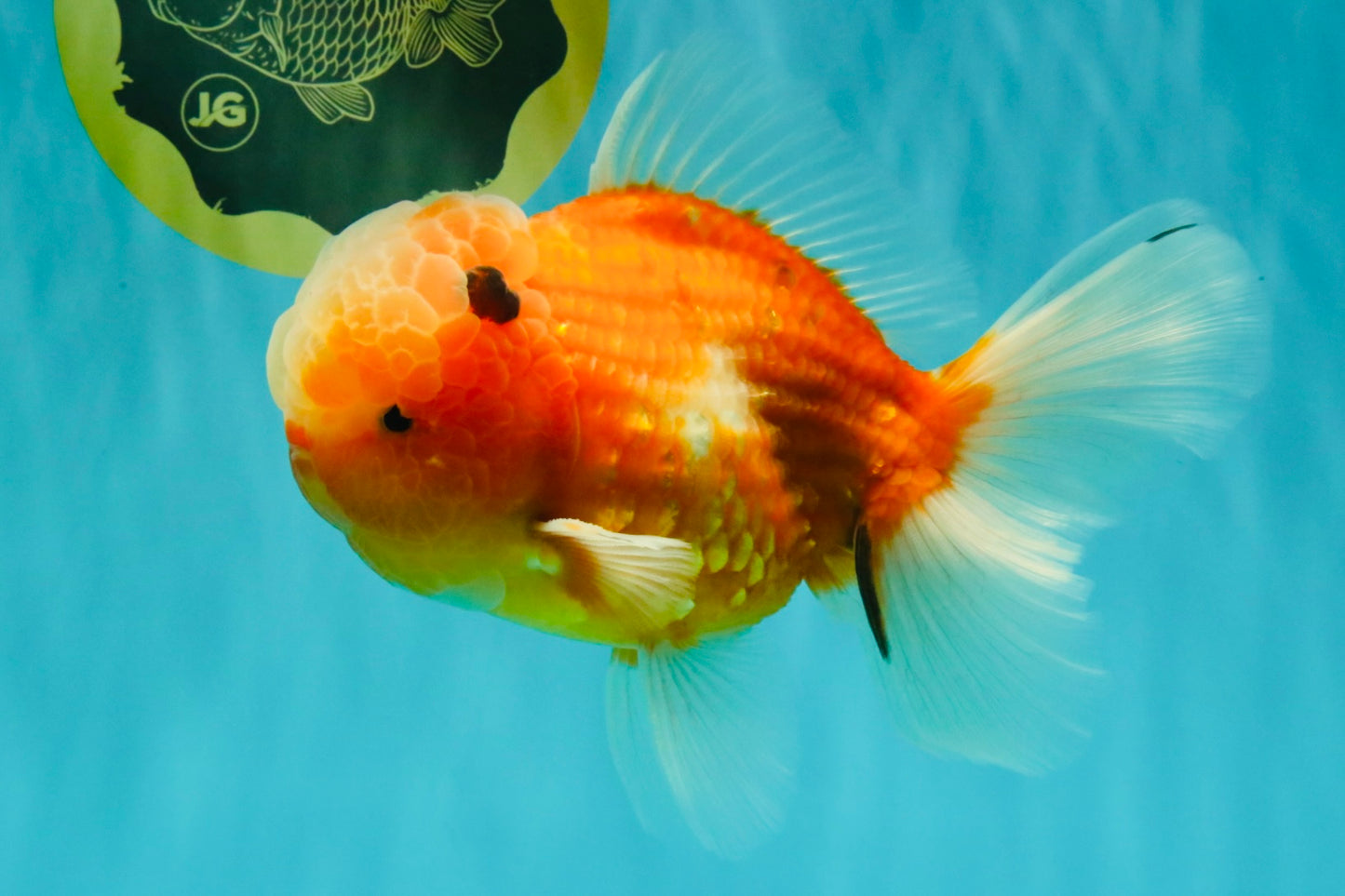A Grade Jade Head Sakura Oranda Male 6-6.5 inches #082826OR_01