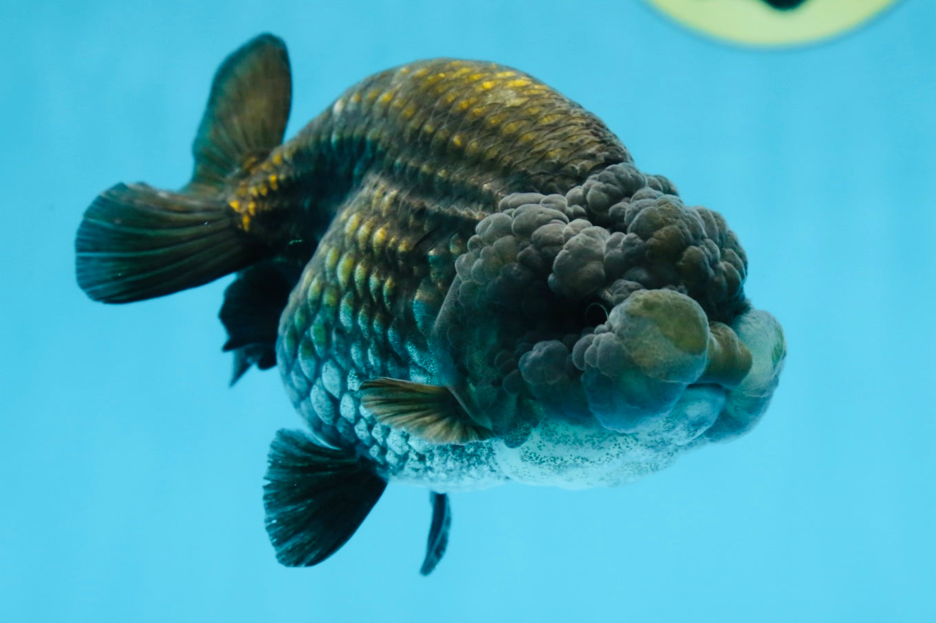 A Grade BIG WEN Black Blue LionQueen 4.5 inches #072525LC_01