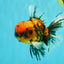 FLUFFY A Grade Tiger Oranda Male 6 inches #081426OR_05