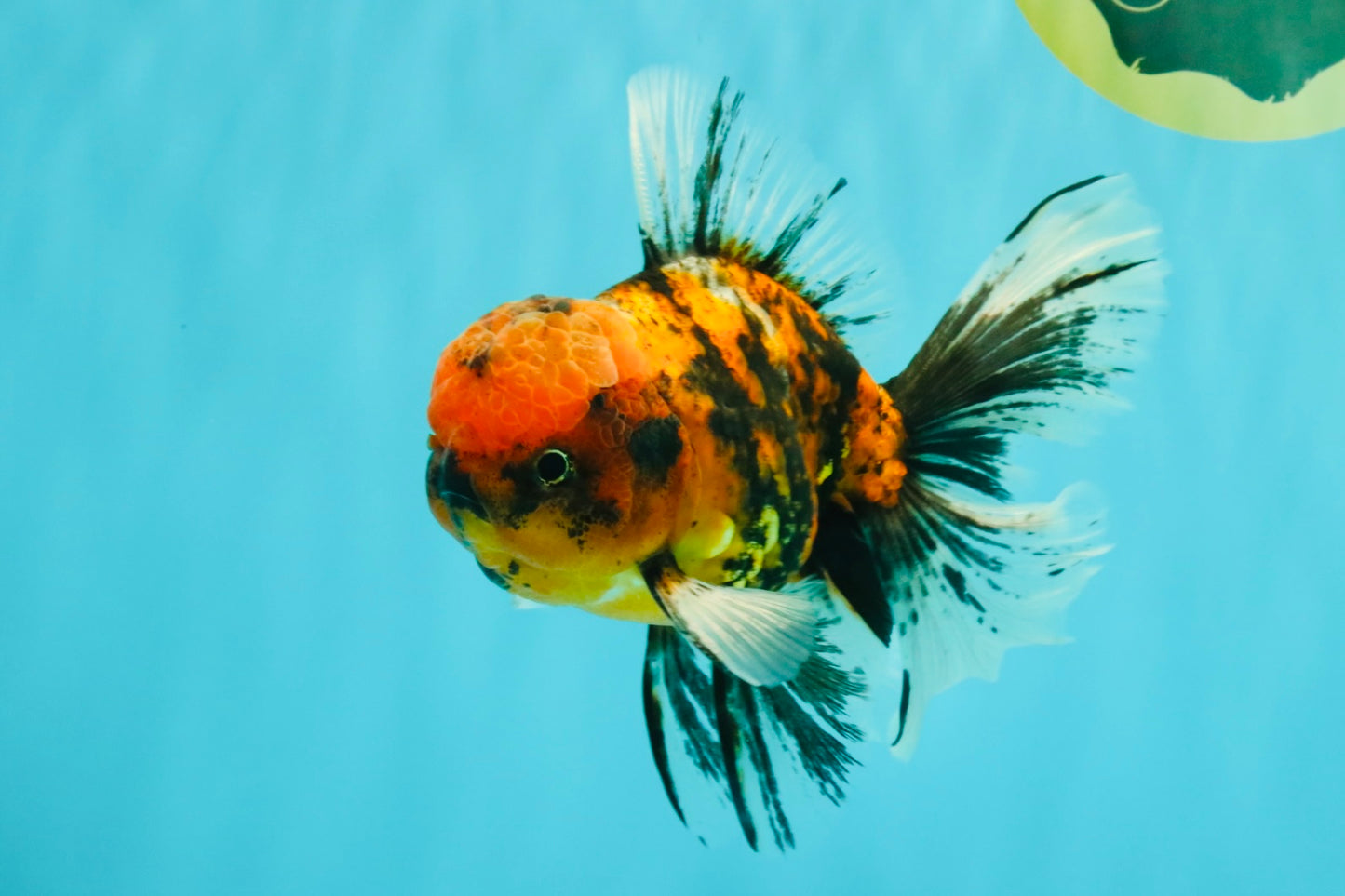 FLUFFY A Grade Tiger Oranda Male 6 inches #081426OR_05