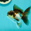 Panda Oranda Male 3.5-4 inches #1018OR_17