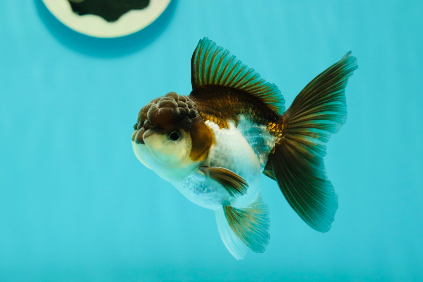 Panda Oranda Male 3.5-4 inches #1018OR_17