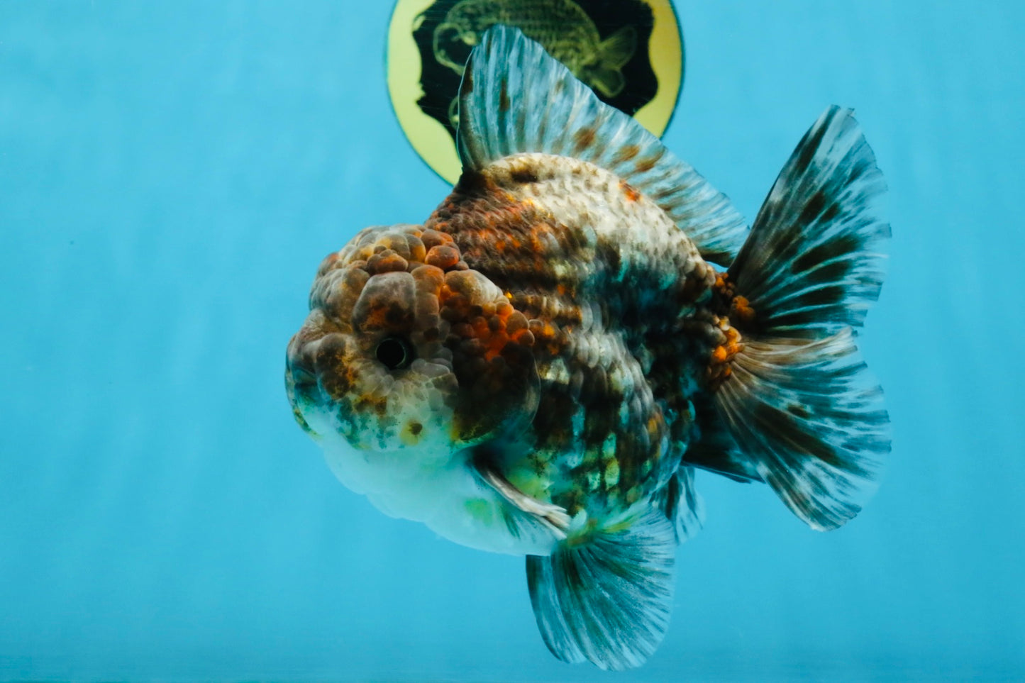 RARE A Grade Kirin Oranda Male 5.5 inches #120525OR_02