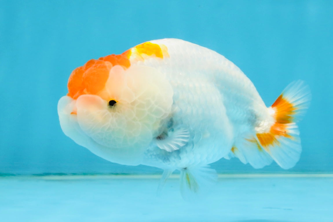 TANCHO Red White LionChu Female 4-4.5 inches #120525LC_15