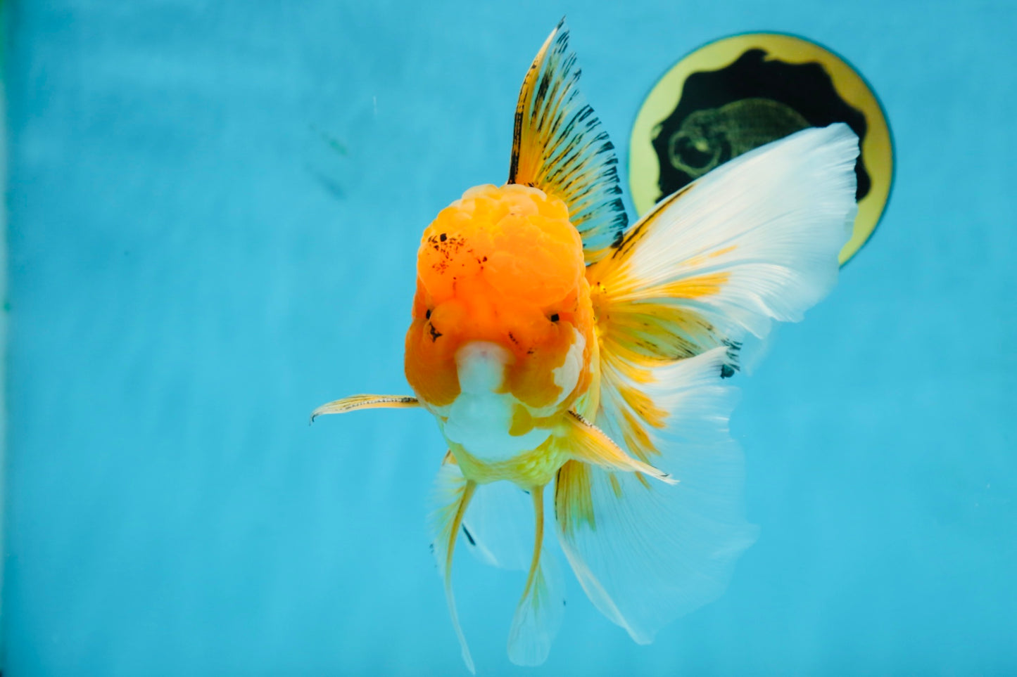 AAA Grade Orange Oranda Male 6.5 inches #062725OR_16