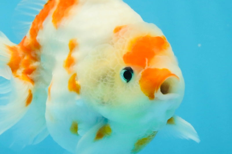 AAA Grade Godzilla Sakura Yuanbao Male 5-5.5 inches #112825YB_18