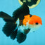 ADORABLE A Grade Tricolor Oranda Male 5-5.5 inches #082225OR_16