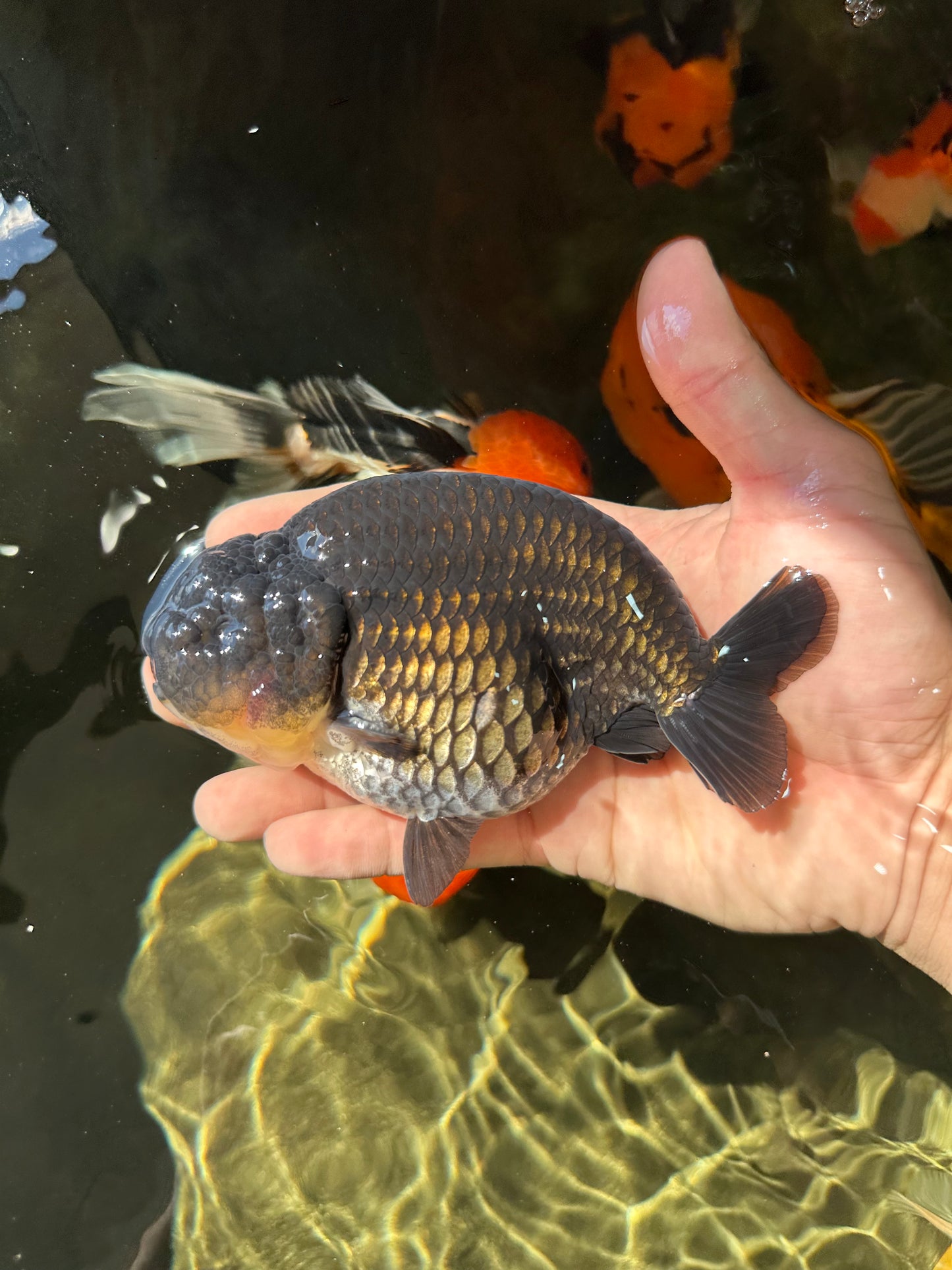 AAA Grade Black Ranchu Male 4.5-5 inches #052325RC_17