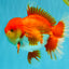 CHONKY AAA Grade Godzilla Red White Oranda Male 6.5-7 inches #022726OR_14