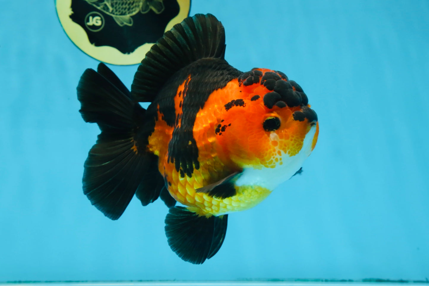 AAA Grade FIRE Apache Yuanbao Female 5-5.5 inches #091925YB_19